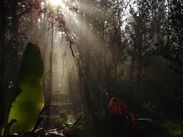 Mystic Rainforest