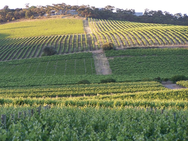 Summer  vineyards in McLaren Vale.