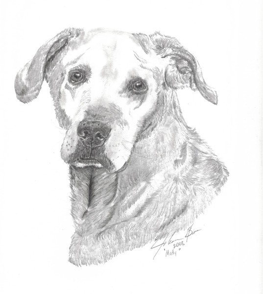 Mattey, yellow lab