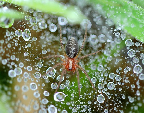The Jewelled Web