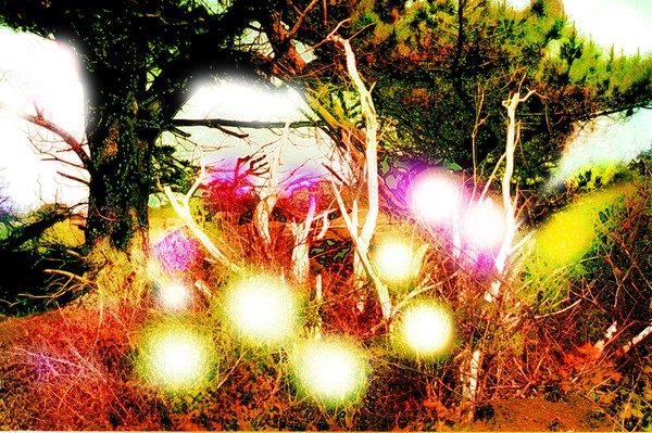 HAUNTED WOOD