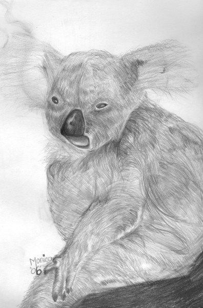 Koala
