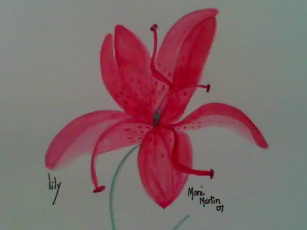 Lily