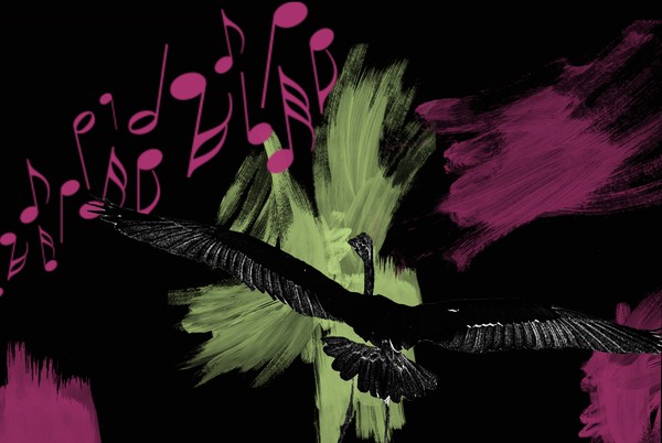 Heron Music