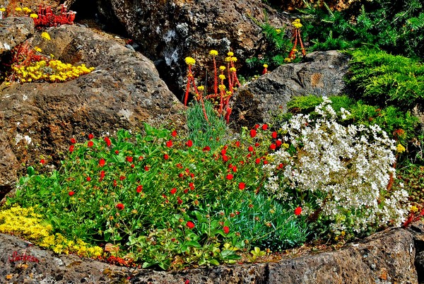 The colors of the spring !