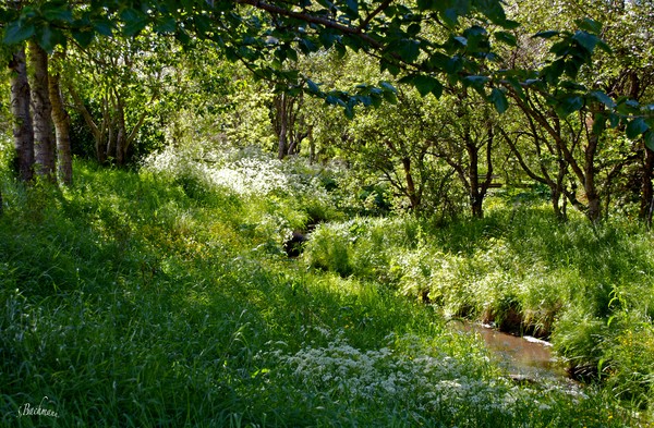 Green vegetation !