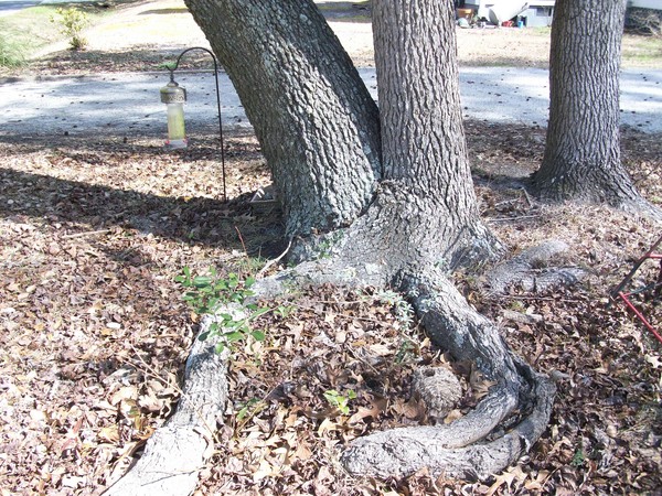 Hugging Trees