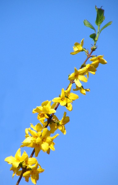 Yellow Bloom