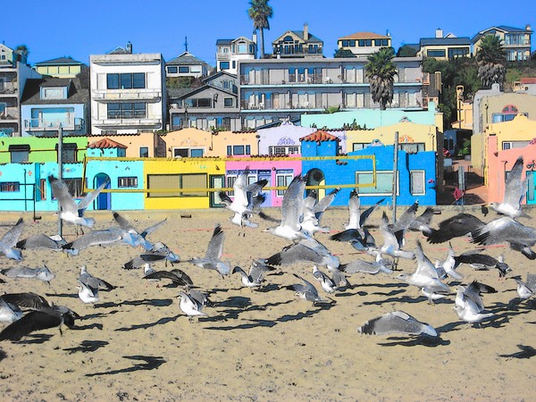 CAPITOLA BIRDHOUSES