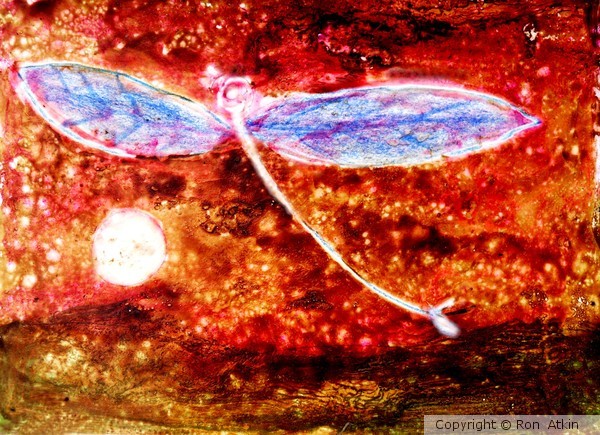JUNG'S ANGEL