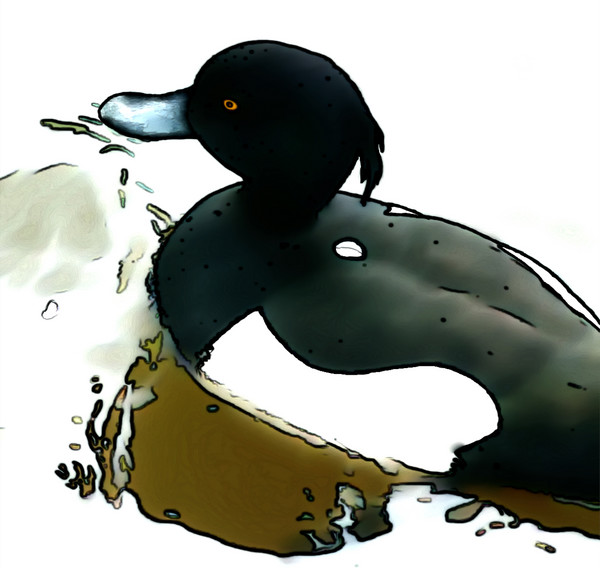 Black Crested Duck 