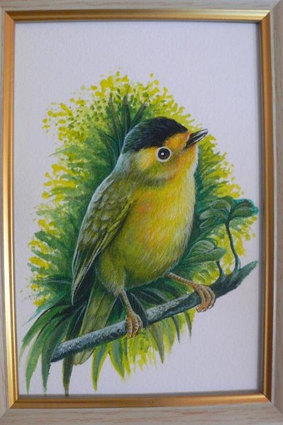 wilson bird