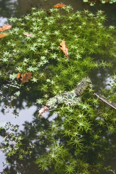 Reflections