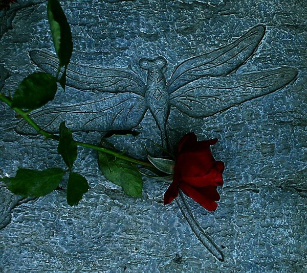Dragonfly Rose