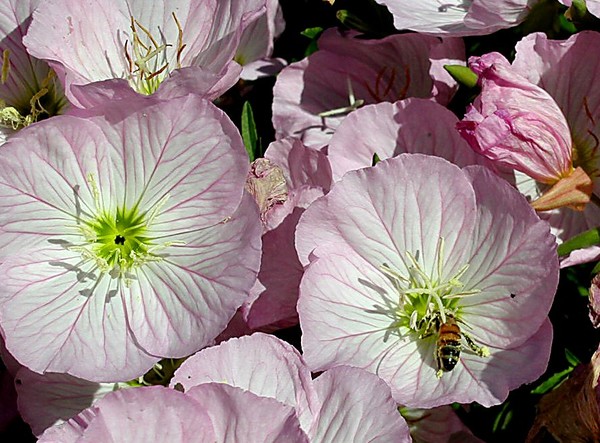 Pink Flowers & Bee 2