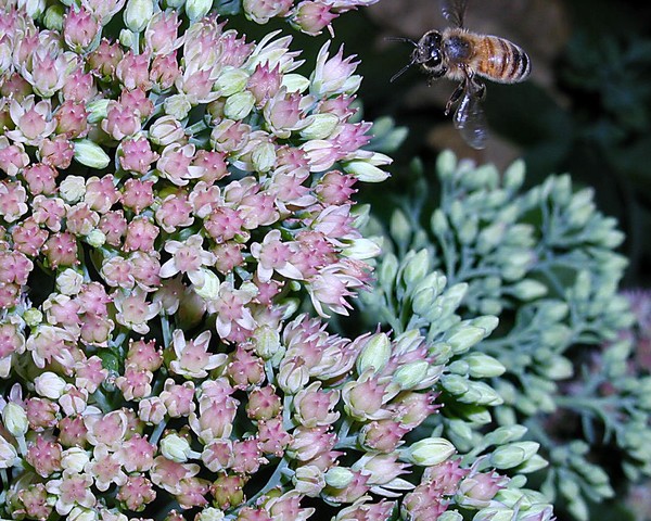 Uncooperative Bee