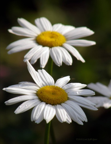 Daisy Dew