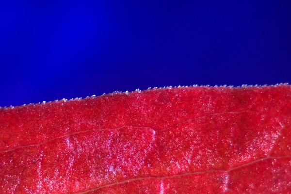 Autumn Leaf