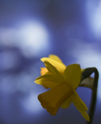 Daffodil