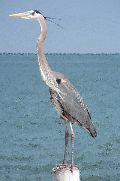 Great Blue Heron