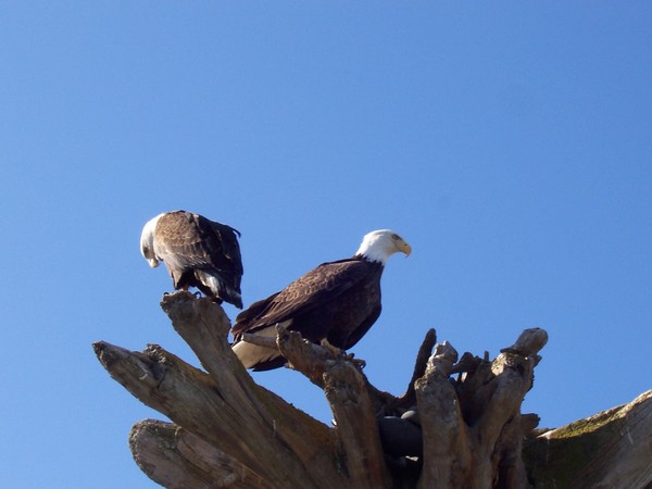 Perch