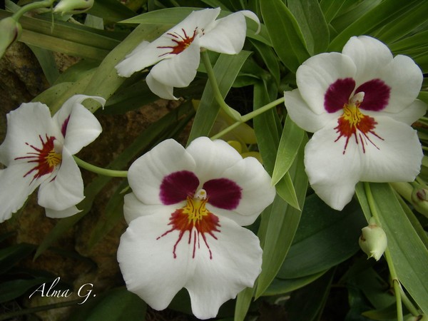   Little flowers
