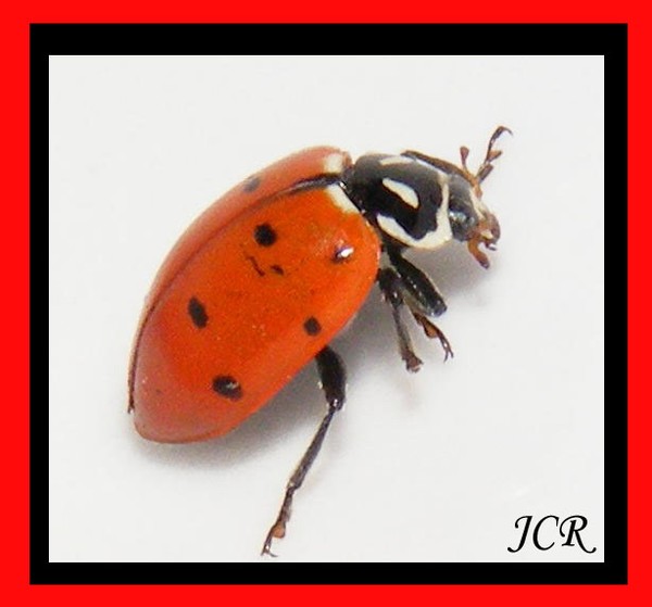 Ladybug