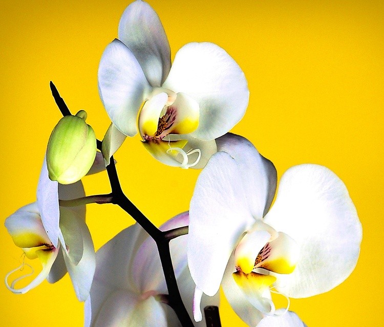 White Phalaenopsis Orchid