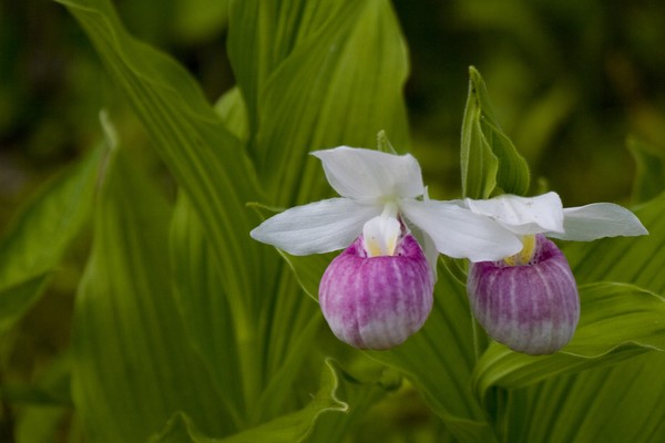 Showy Ladyslipper