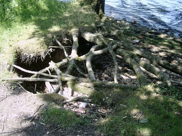 exposed tree roots