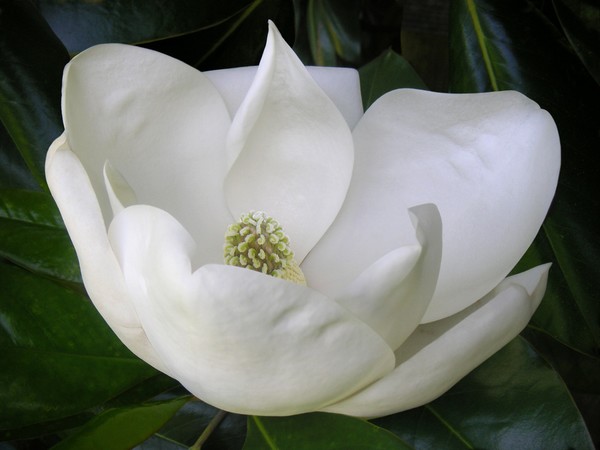 Magnolia Unfolding