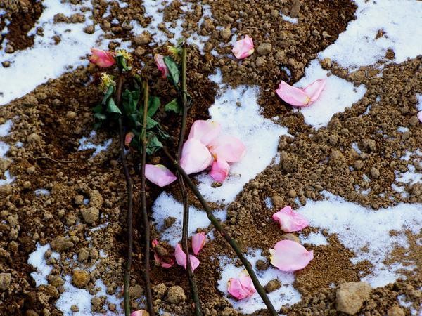 Freedells Flowers