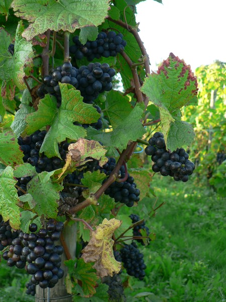 Grapes