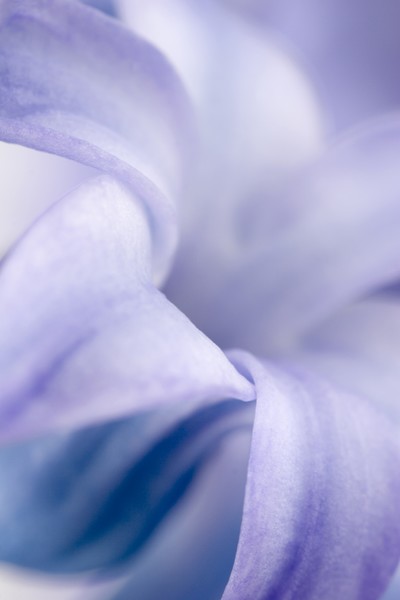 Lilac Hyacinth