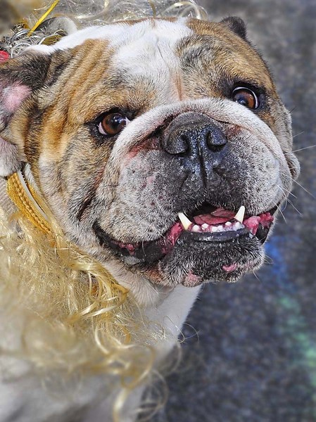 Bulldog (resized) copy