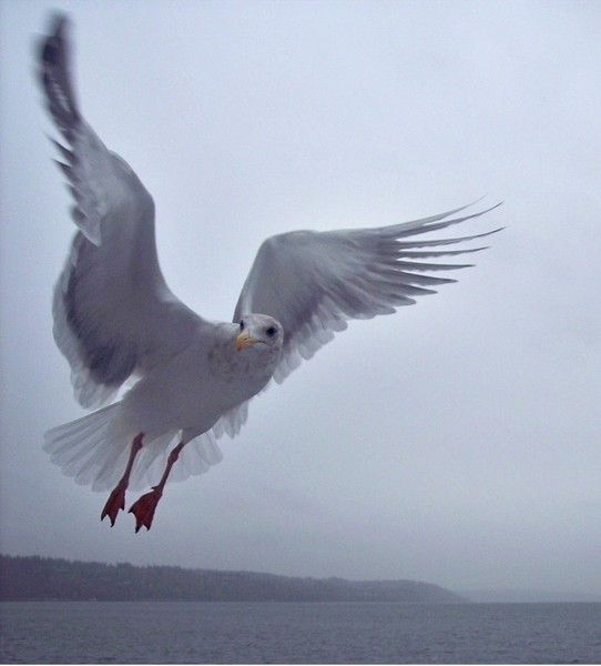 Seagull in Flight