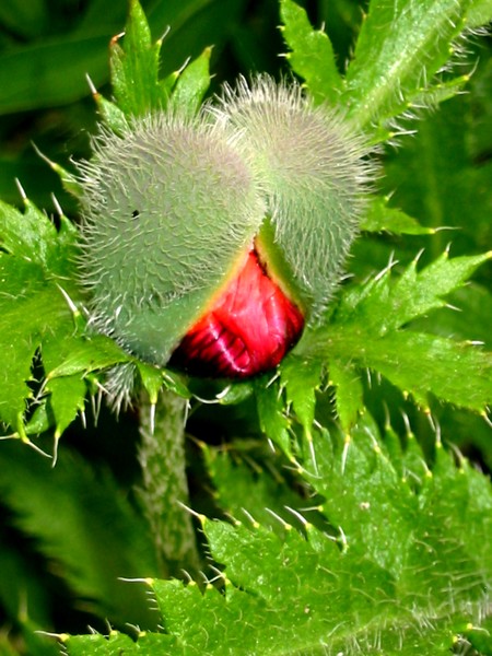 Emerging Heart