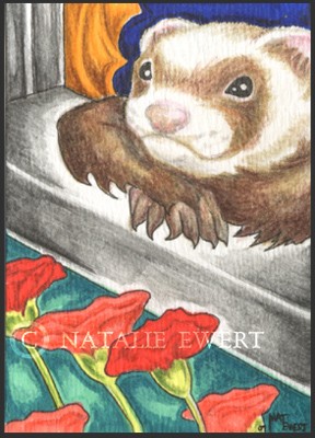 Ferret Dreamer