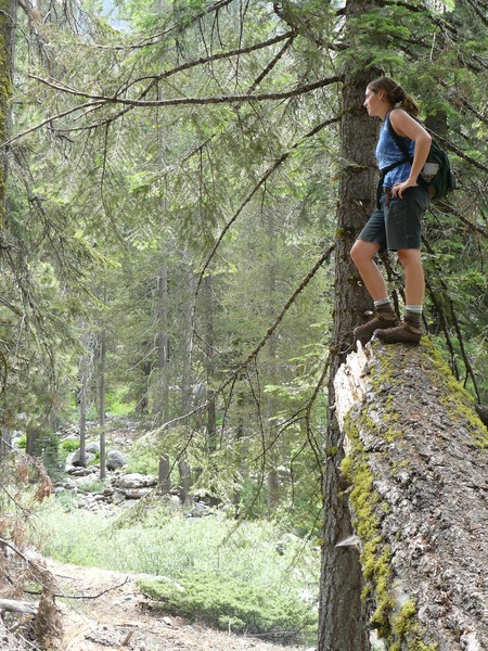 Journey through the Sequoias