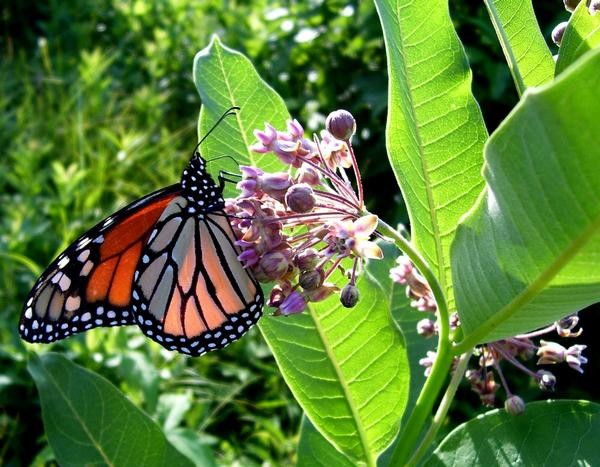 Monarch In My Backyard