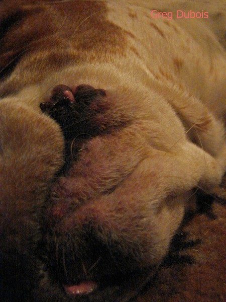 Basset Lips Abstract