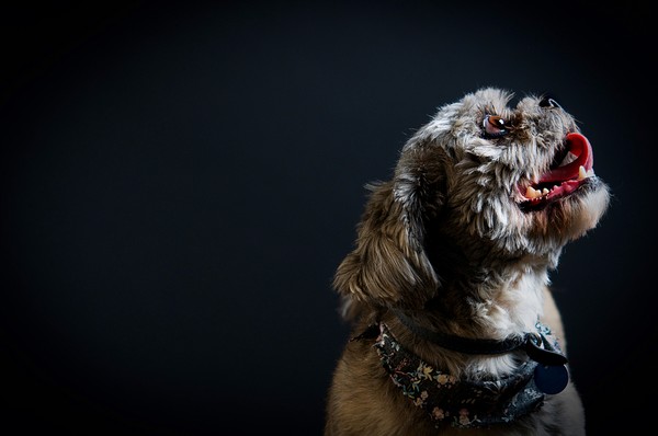 Doggie Tongue