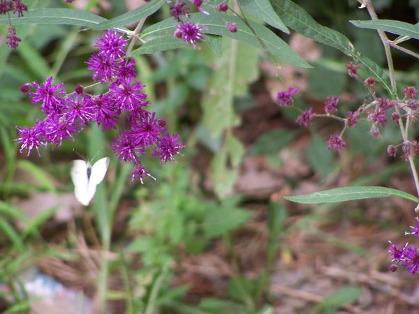 purple flowers and butterfly