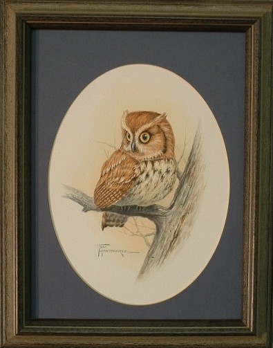 Horned Owl baby