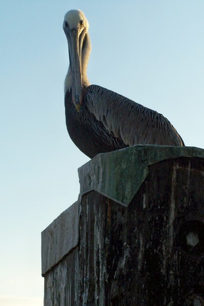 Florida Pelican