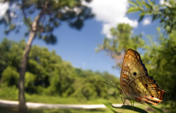 a view from a leaf
