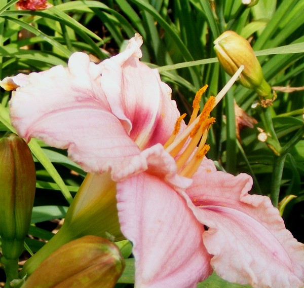 Pretty_Pretty_Pink_2