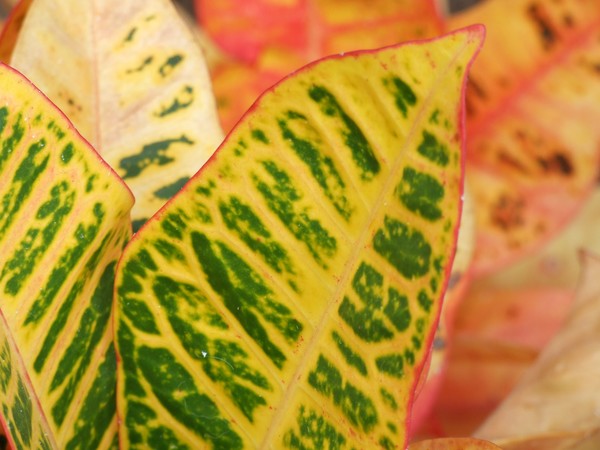 leafy tenerefe