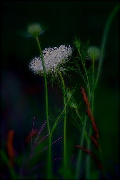 Queen Ann's Lace