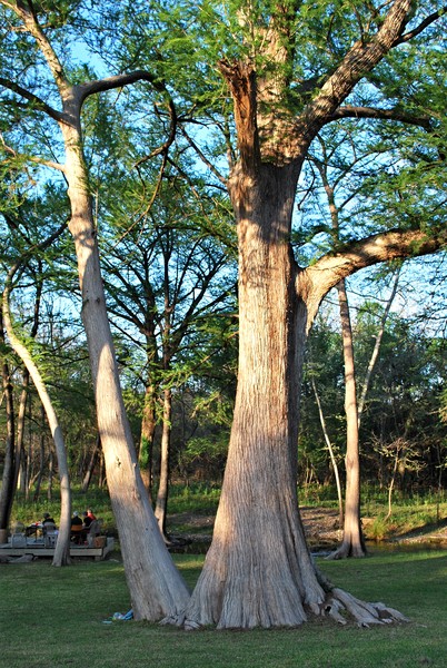 Cypress Trees